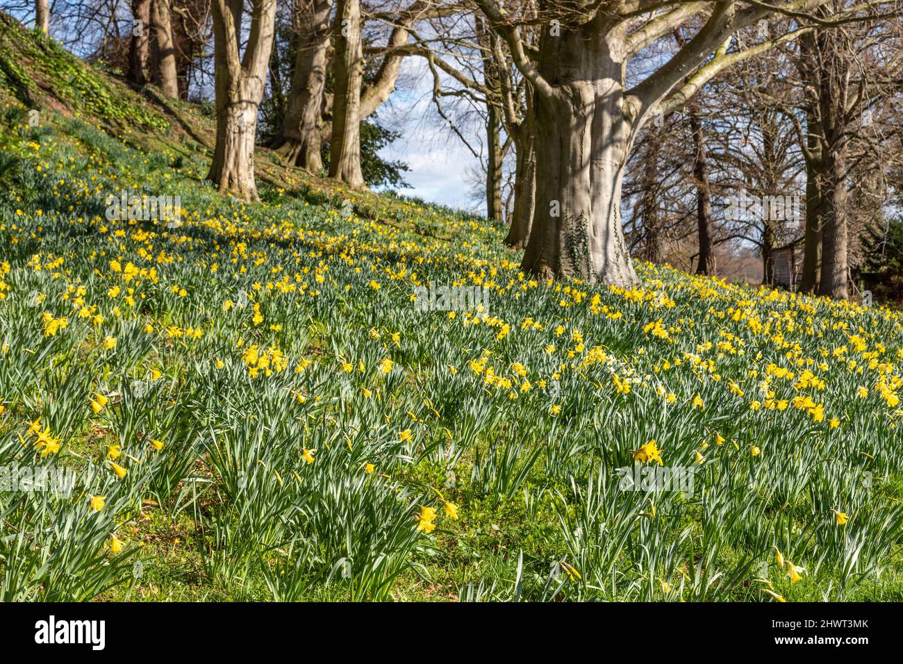 Early March daffodils below trees on woodland bank Stock Photo