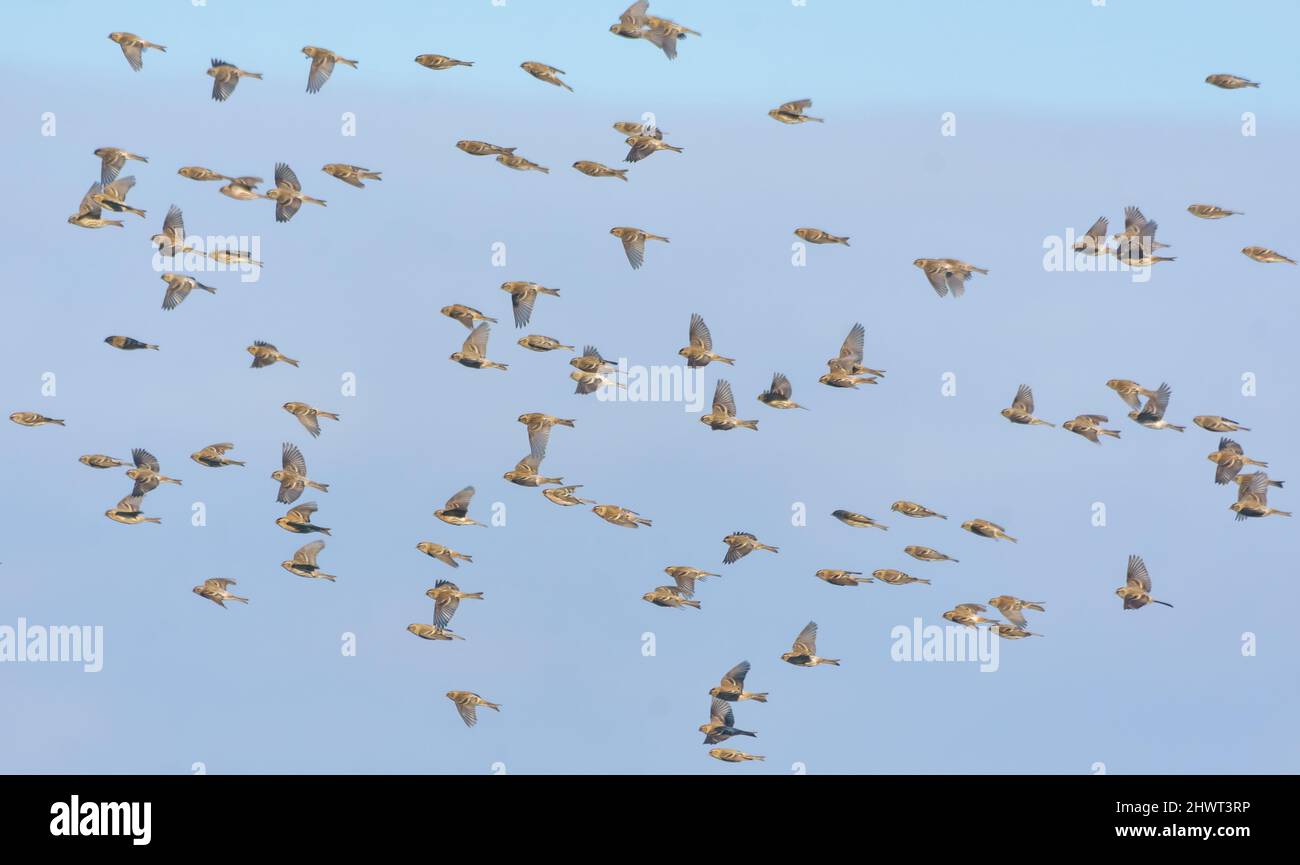 Herd of Common redpolls (Acanthis flammea) flying fast in snowy winter over clear blue sky Stock Photo