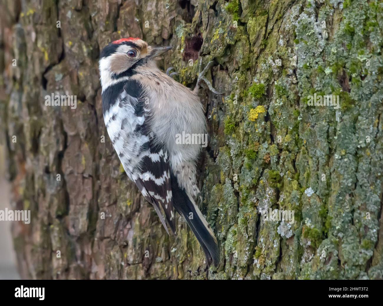 Adult male Lesser spotted woodpecker (Dryobates minor) looking for a food in the bark of old tree Stock Photo