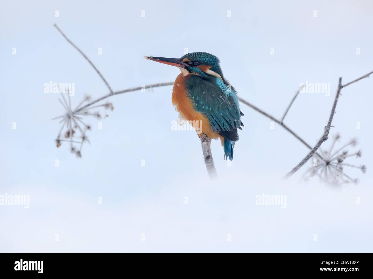 Common kingfisher (Alcedo atthis) perched for hunting in snowy and cold harsh winter time Stock Photo