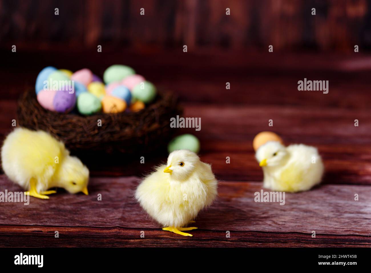 Easter background with yellow chicks and eggs. Easter holidays Stock Photo