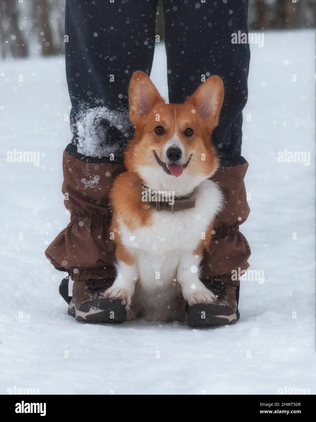 dog welsh corgi pembroke sits between the owner's legs near the boots on a walk in woods in winter Stock Photo