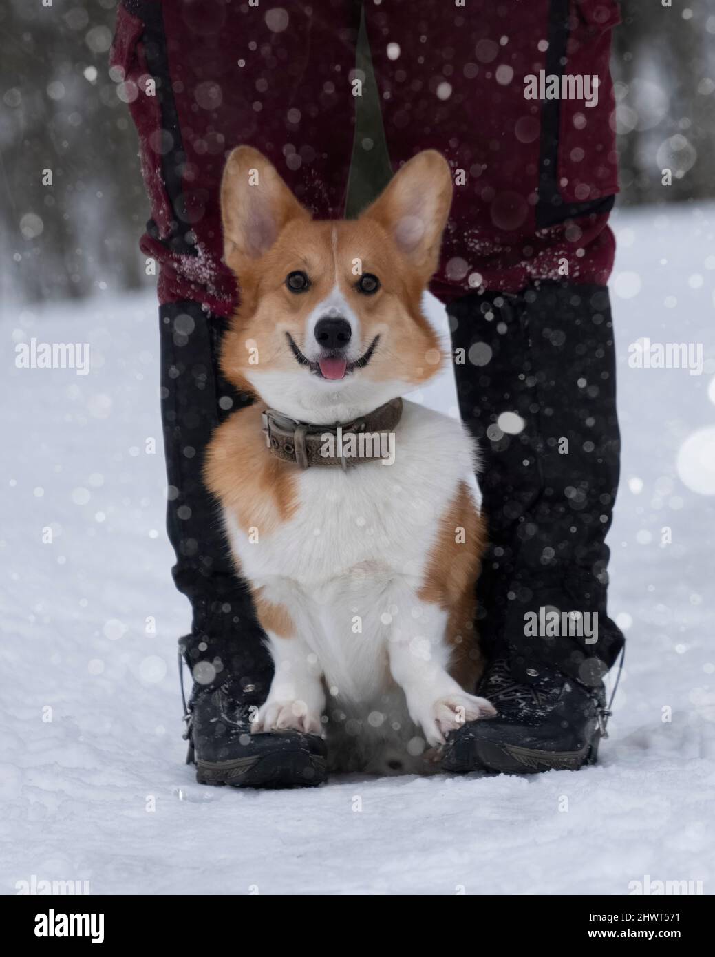 Cute welsh corgi pembroke dog sitting at the feet owner a snowy path against the backdrop of a frosty winter forest. Big ears. Looking into the camera Stock Photo