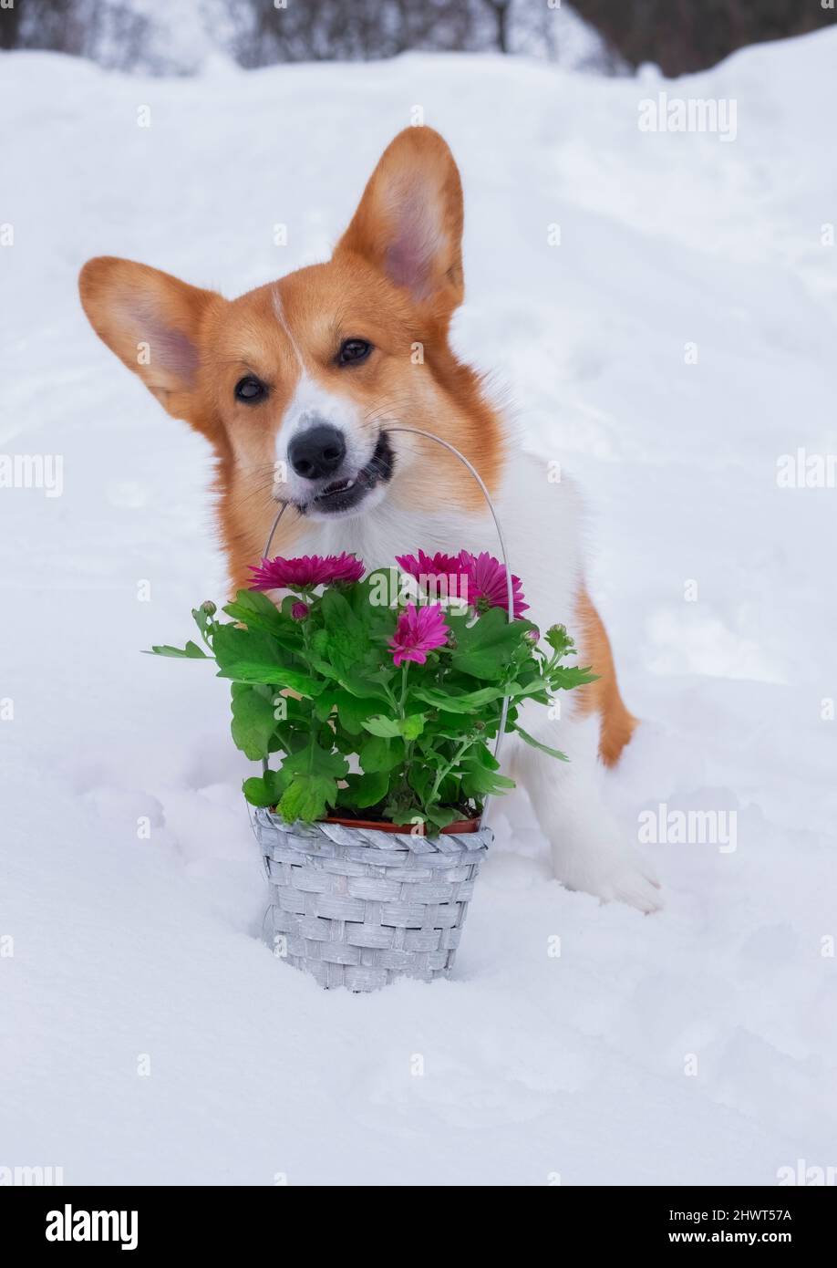 cute dog red welsh corgi pembroke holds in the mouth a basket of flowers on snow. Stock Photo