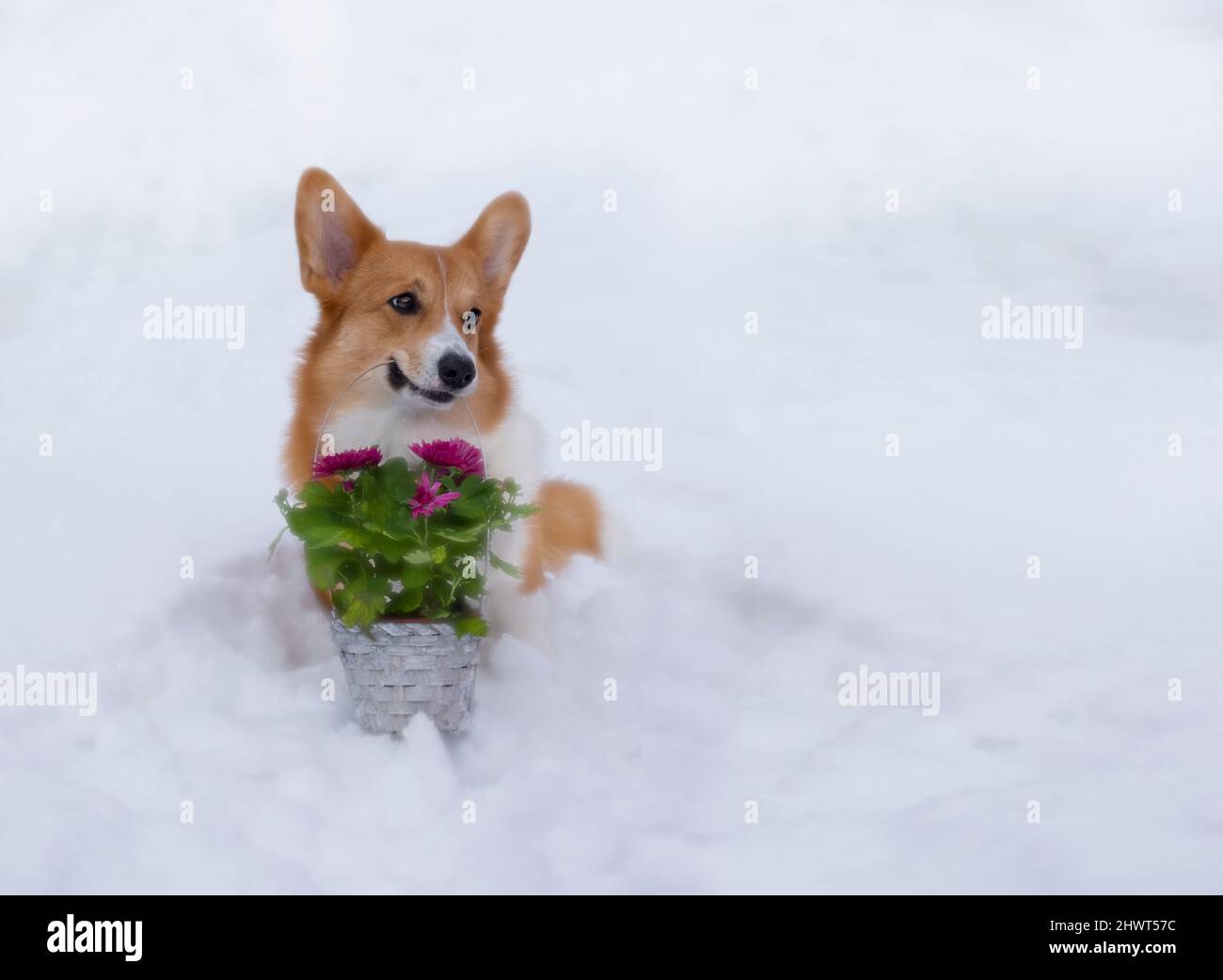 cute dog red welsh corgi pembroke holds in the mouth a basket of flowers on snow. with copy space Stock Photo