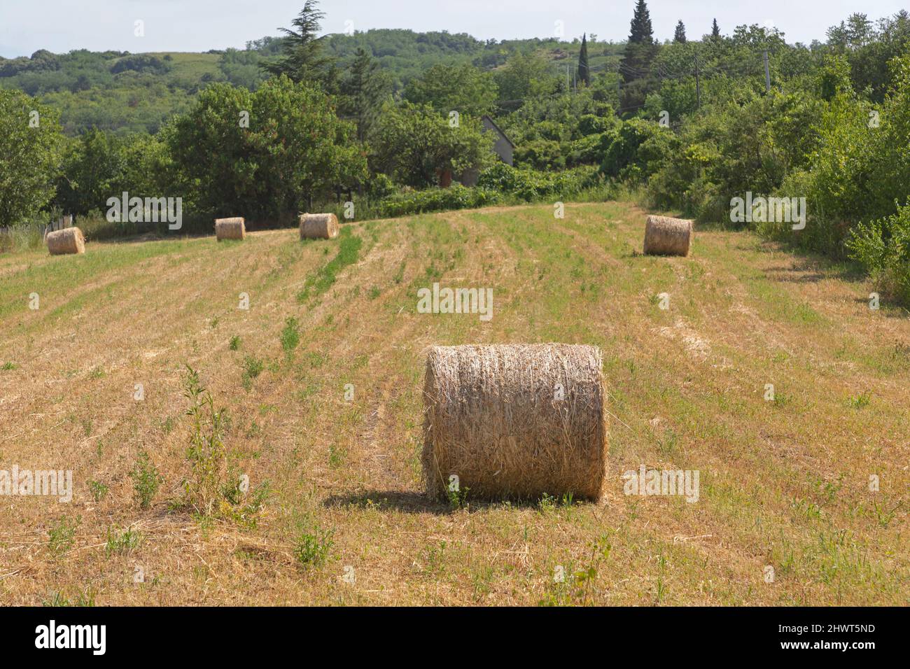 Round Hay Bales at Agriculture Meadow Field Summer Day Stock Photo - Alamy