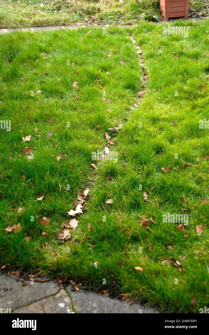 Track left by foxes repeatedly using the same path over long grass in suburban garden, uncut due to inclement weather Stock Photo