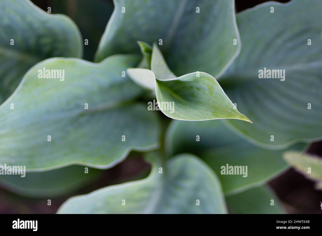 Hosta plant in the garden. Large green leaves hosta. green leaves background. Stock Photo