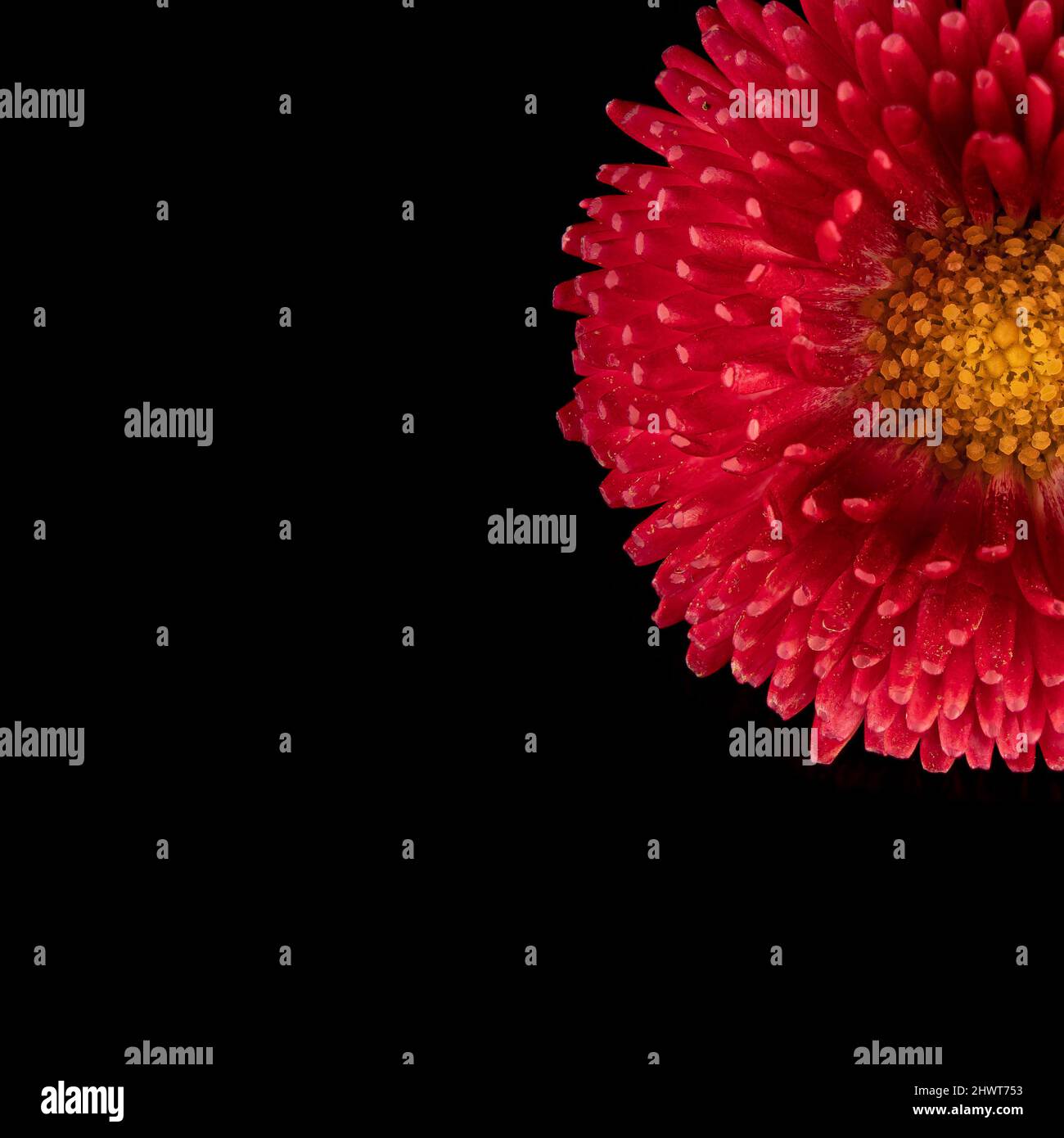 Beautiful blooming pink gerbera daisy flower black background. Close up
