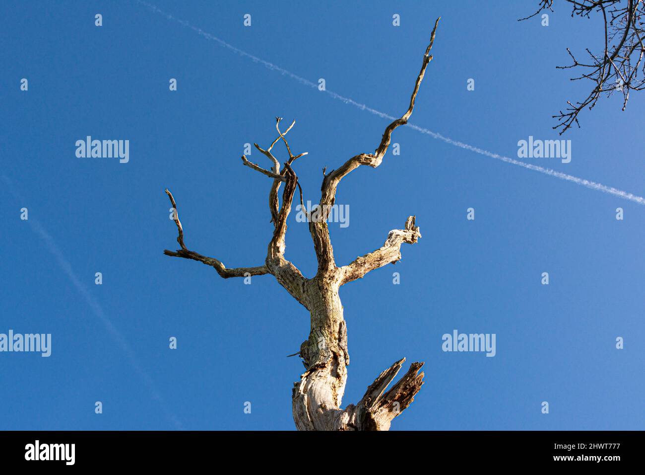 The branches of a dead tree stretching up to a blue sky Stock Photo