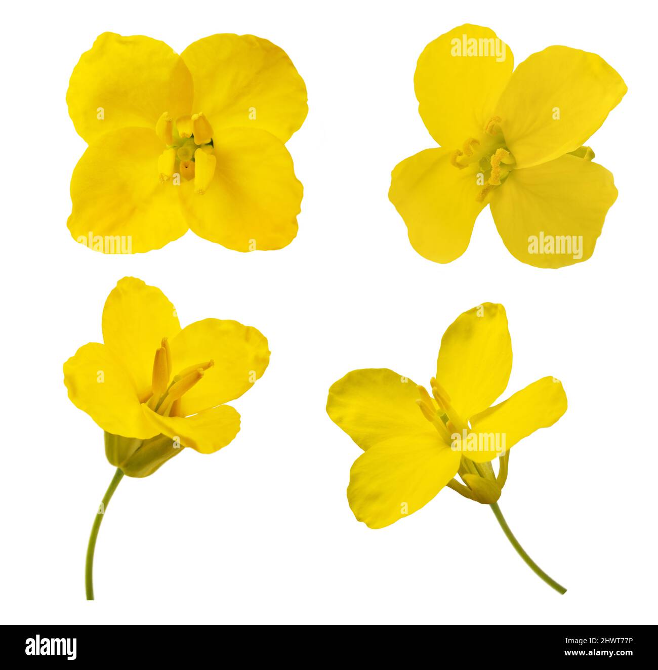 Rapeseed flowers mix  isolated on white background Stock Photo