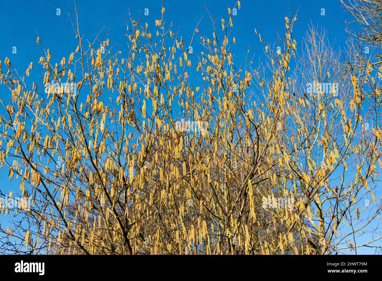 A common hazel (Corylus avellana) covered in catkins Stock Photo