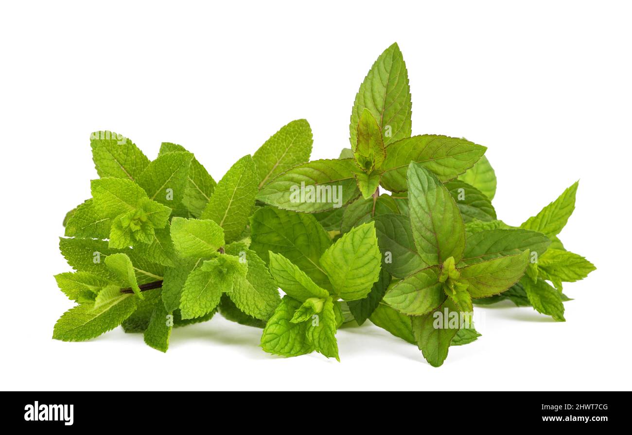 Fresh mint bunch isolated on white background Stock Photo - Alamy