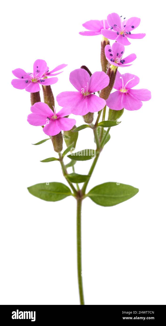 Soapwort flowers  isolated on white background Stock Photo