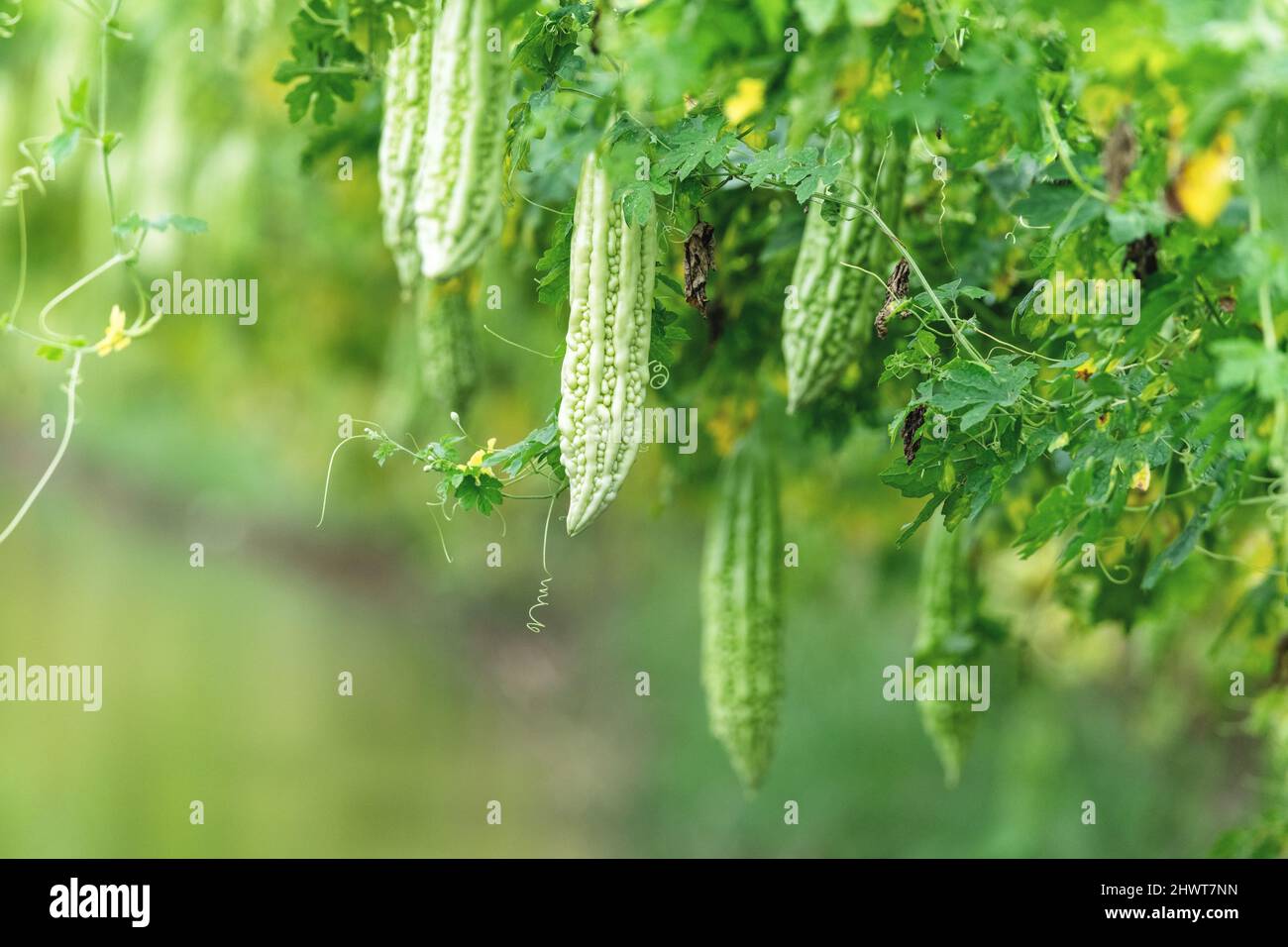 big bitter gourd or bitter cucumber hanging grown on wooden fence in a