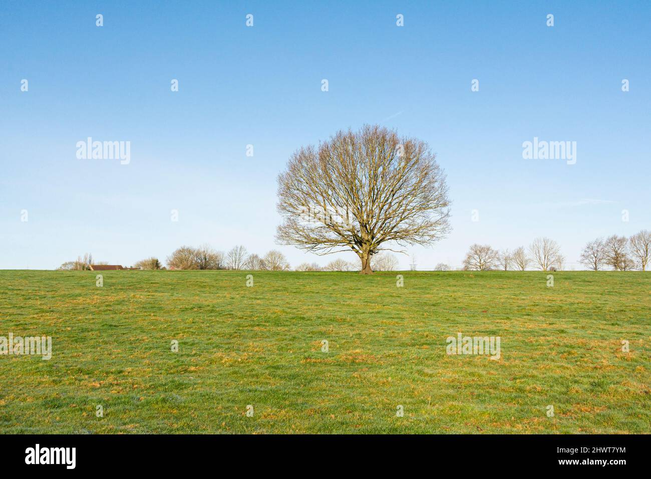 A tree in a field just outside the village of Lacock, Wiltshire Stock Photo