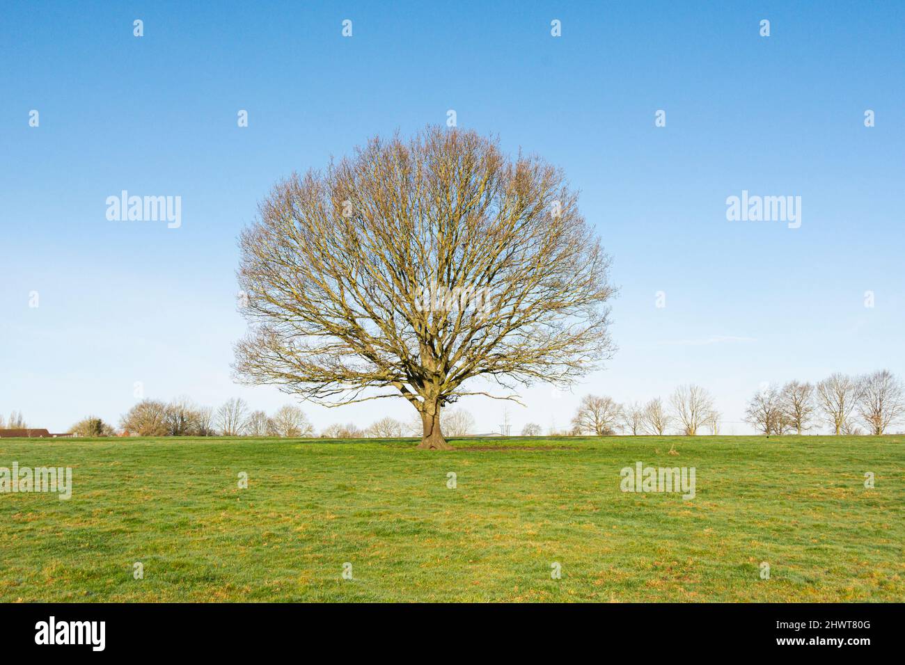 A tree in a field just outside the village of Lacock, Wiltshire Stock Photo