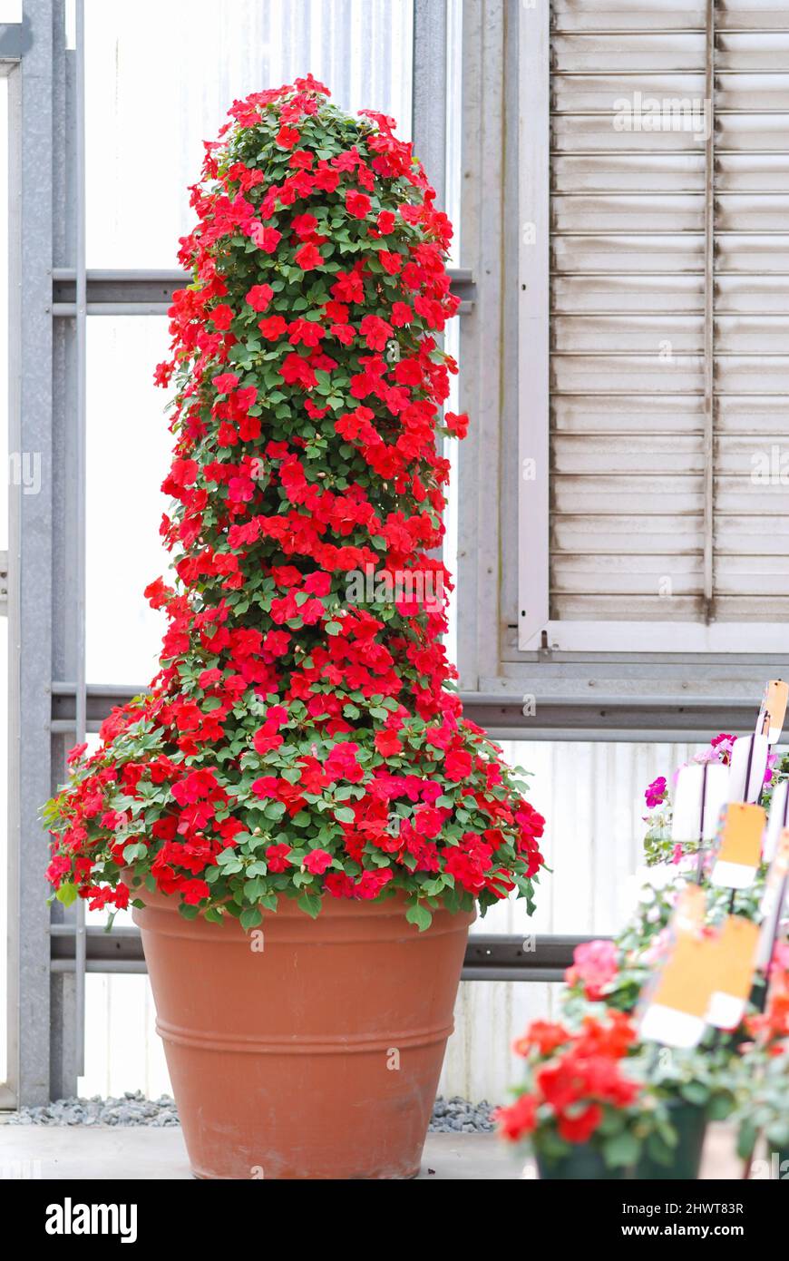 impatiens in potted, scientific name Impatiens walleriana flowers also called Balsam, flower bed of blossoms in red Stock Photo
