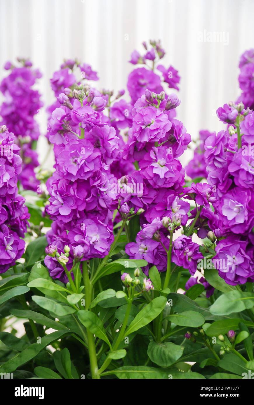 Matthiola incana flower, stock flowers, cut flowers in nursery, full bloom. Purple Matthiola Stock Photo