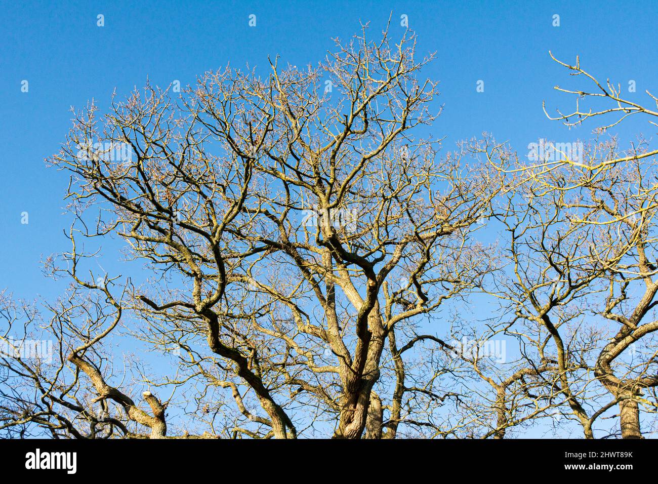 The branches of a tree stretching up into the blue Stock Photo