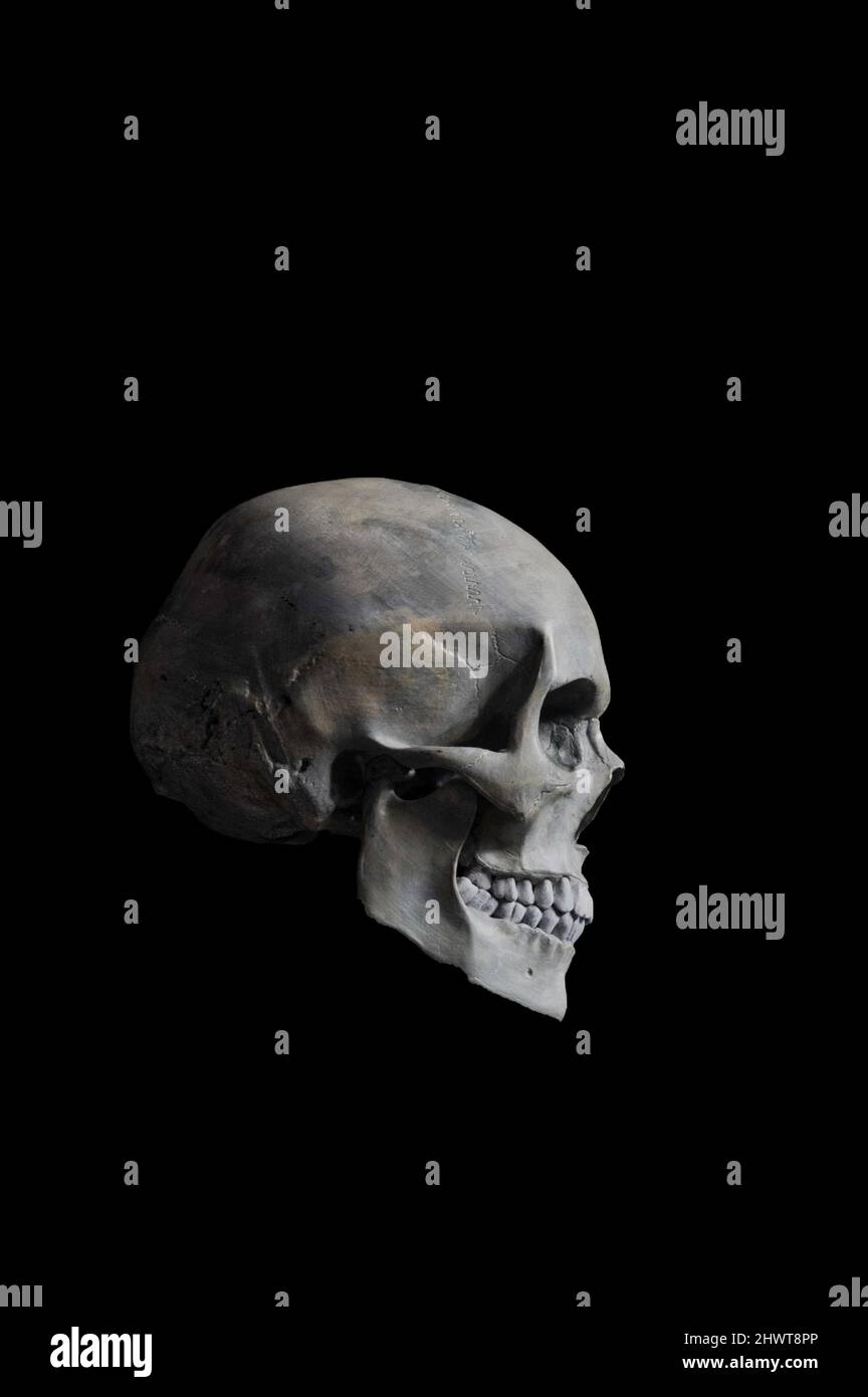 Profile view of a replica human skull against a black background. Stock Photo