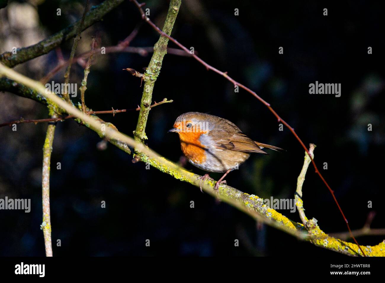 A robin (Erithacus rubecula) perched on a branch Stock Photo