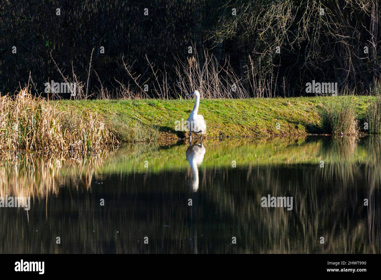 A mute swan (Cygnus olor) by the bank of the Wilts & Berks canal near Chippenham, Wiltshire Stock Photo