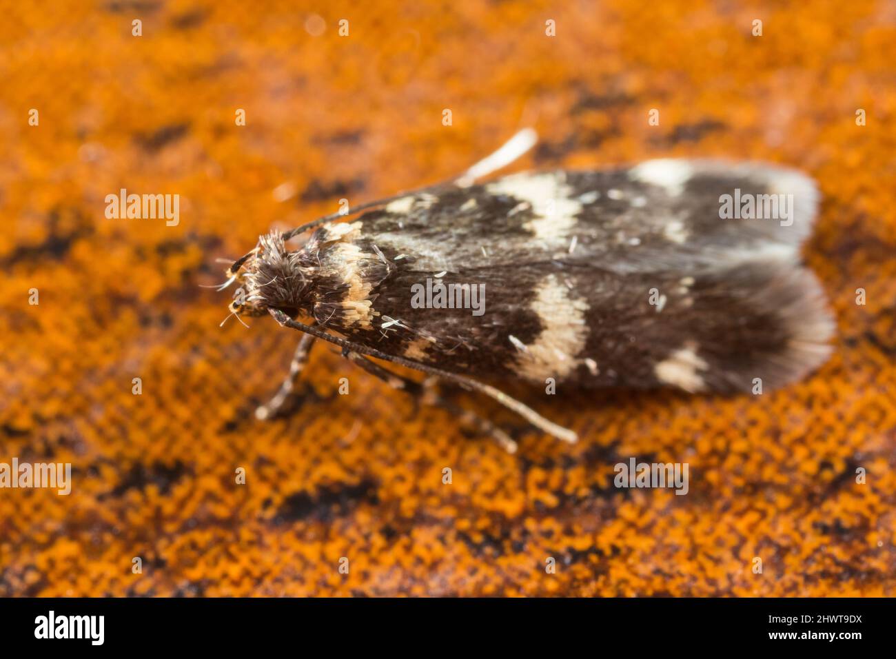 Scarce obscure moth (Oegoconia deauratella) Stock Photo