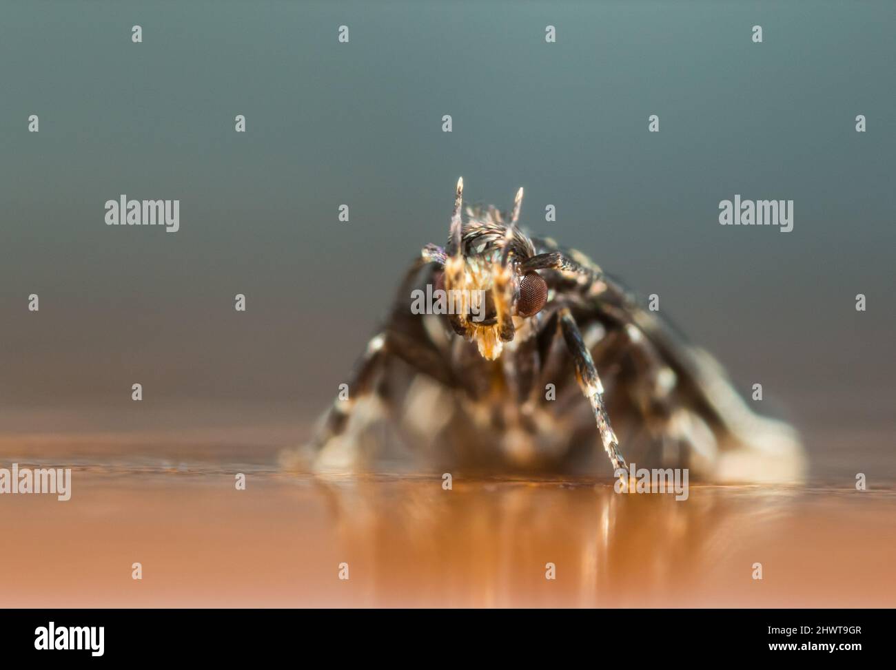 Scarce obscure moth (Oegoconia deauratella) Stock Photo