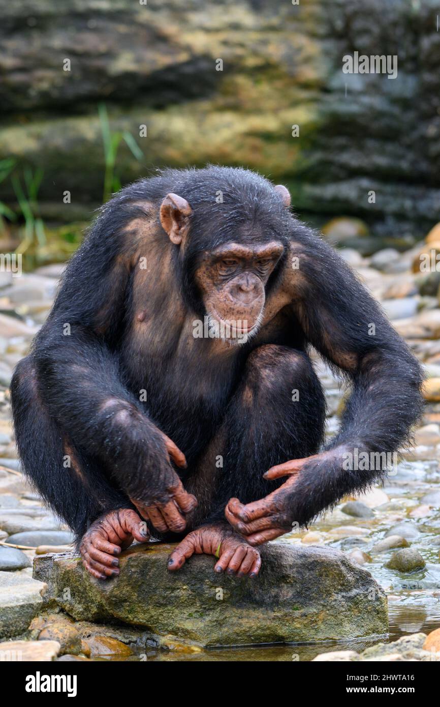 Chimpanzee sitting on a rock Stock Photo - Alamy
