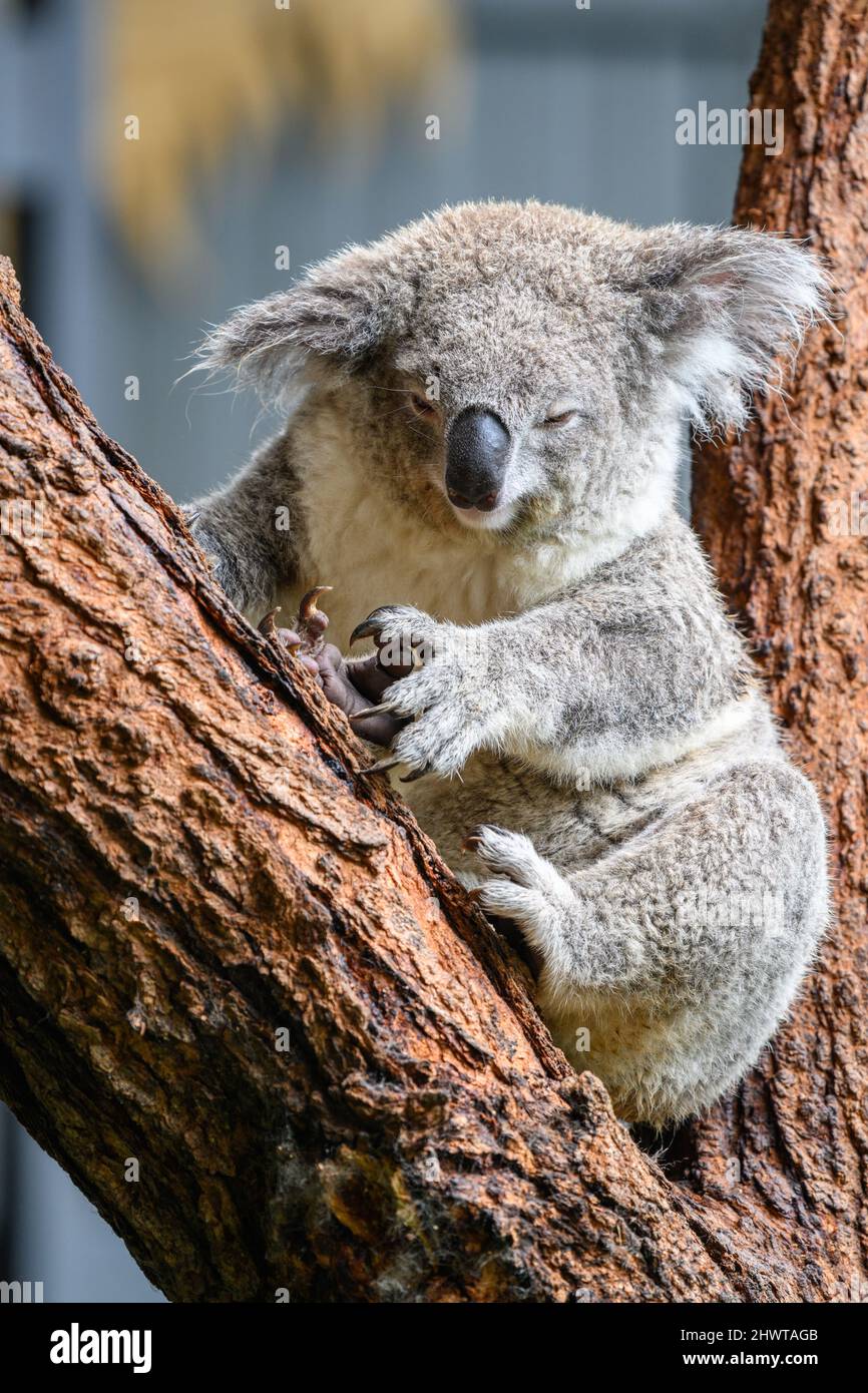 Curious koala bear hi-res stock photography and images - Alamy