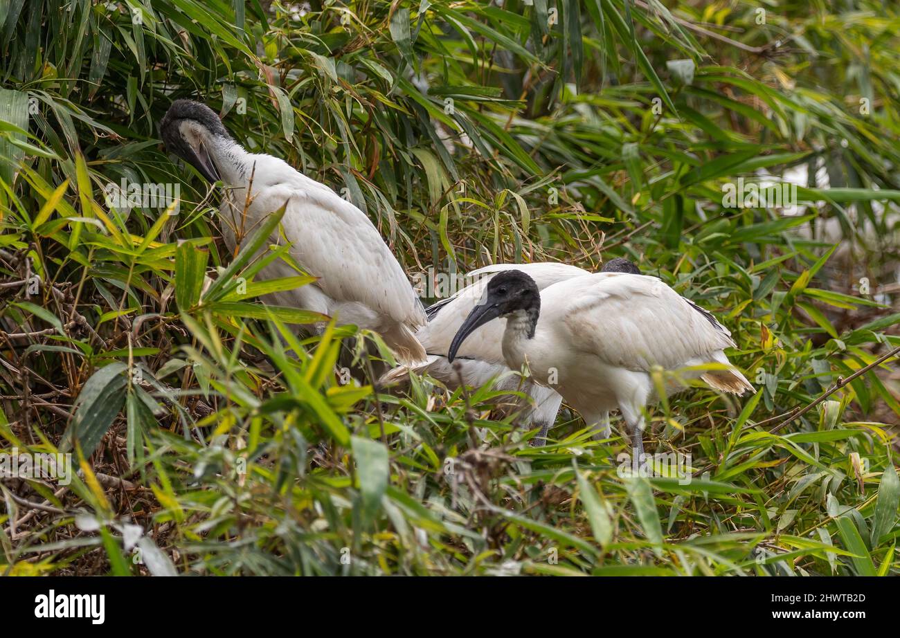 Northern bald headed ibis hi-res stock photography and images - Alamy