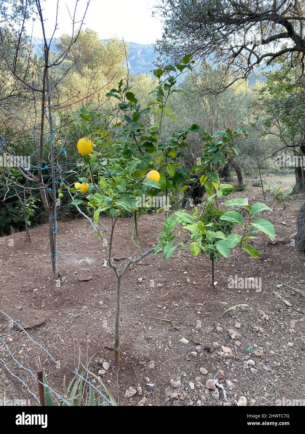 Lemon citron tree in Mallorca, Deià Stock Photo