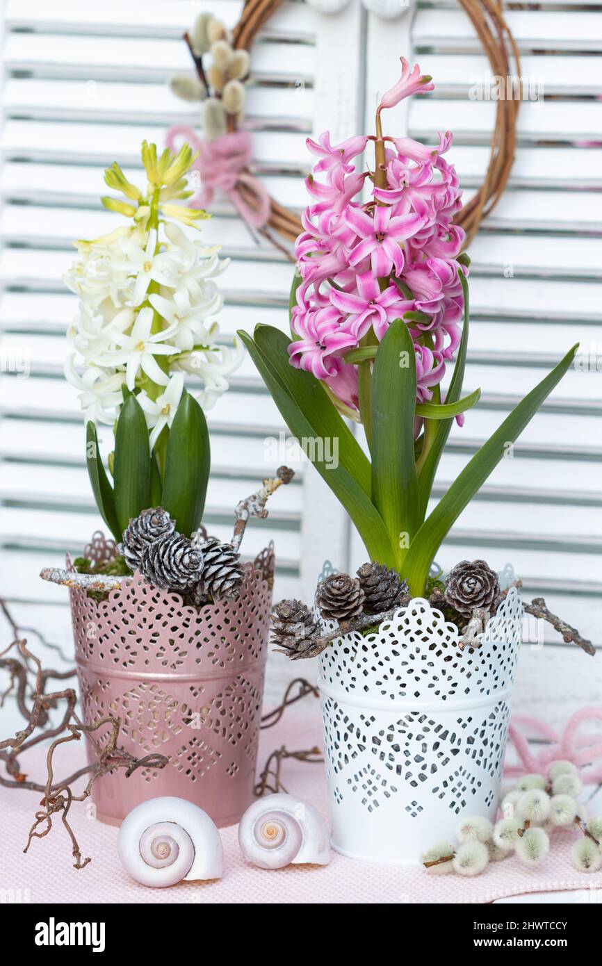 pink and white hyacinth flowers in vases as romantic floral decoration