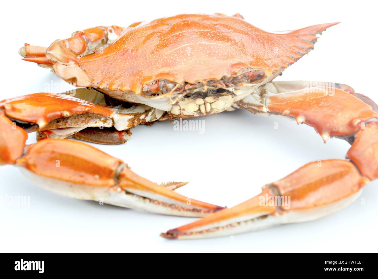 Steamed Red Crab Isolated on a White Background Stock Photo