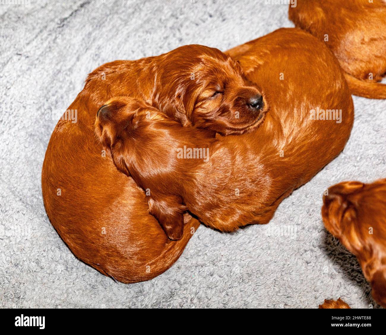 3 week old Irish Setter puppies sleeping in whelping box Stock Photo