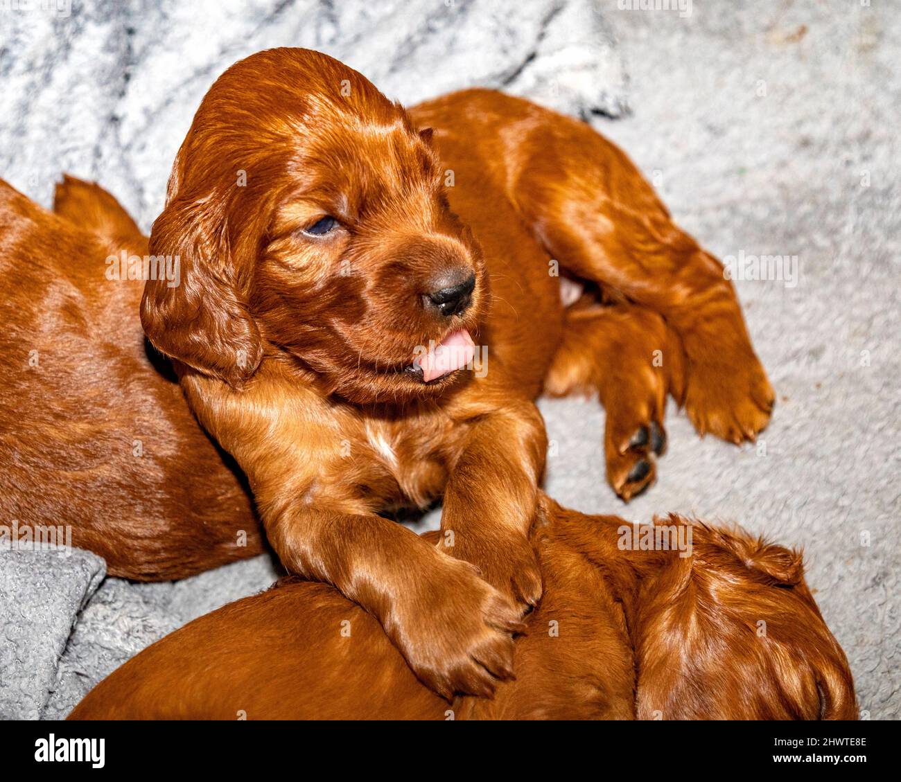 3 week old Irish Setter puppies in whelping box. Stock Photo