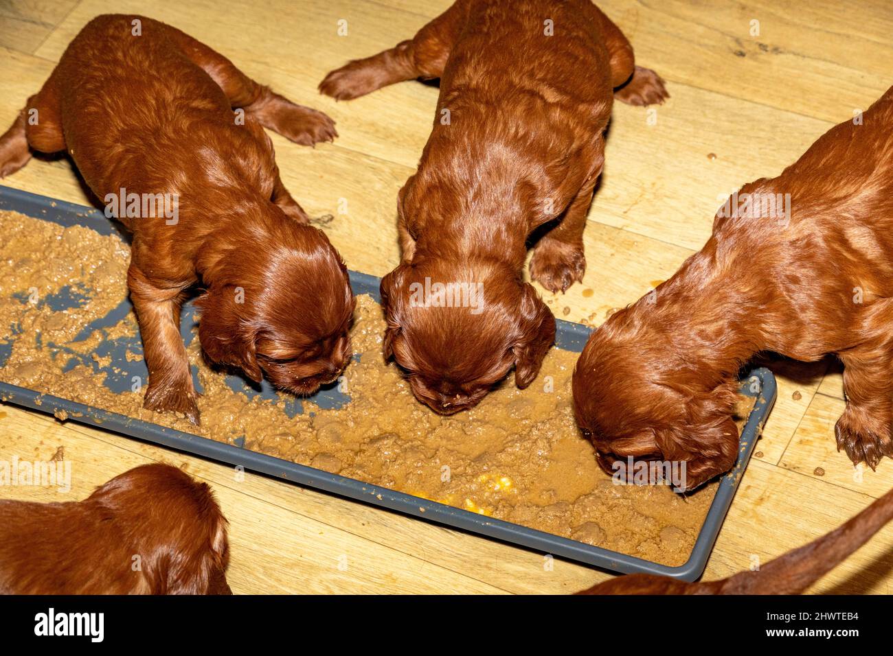 Litter of 3 week old Irish Setter puppies feeding from tray. Stock Photo