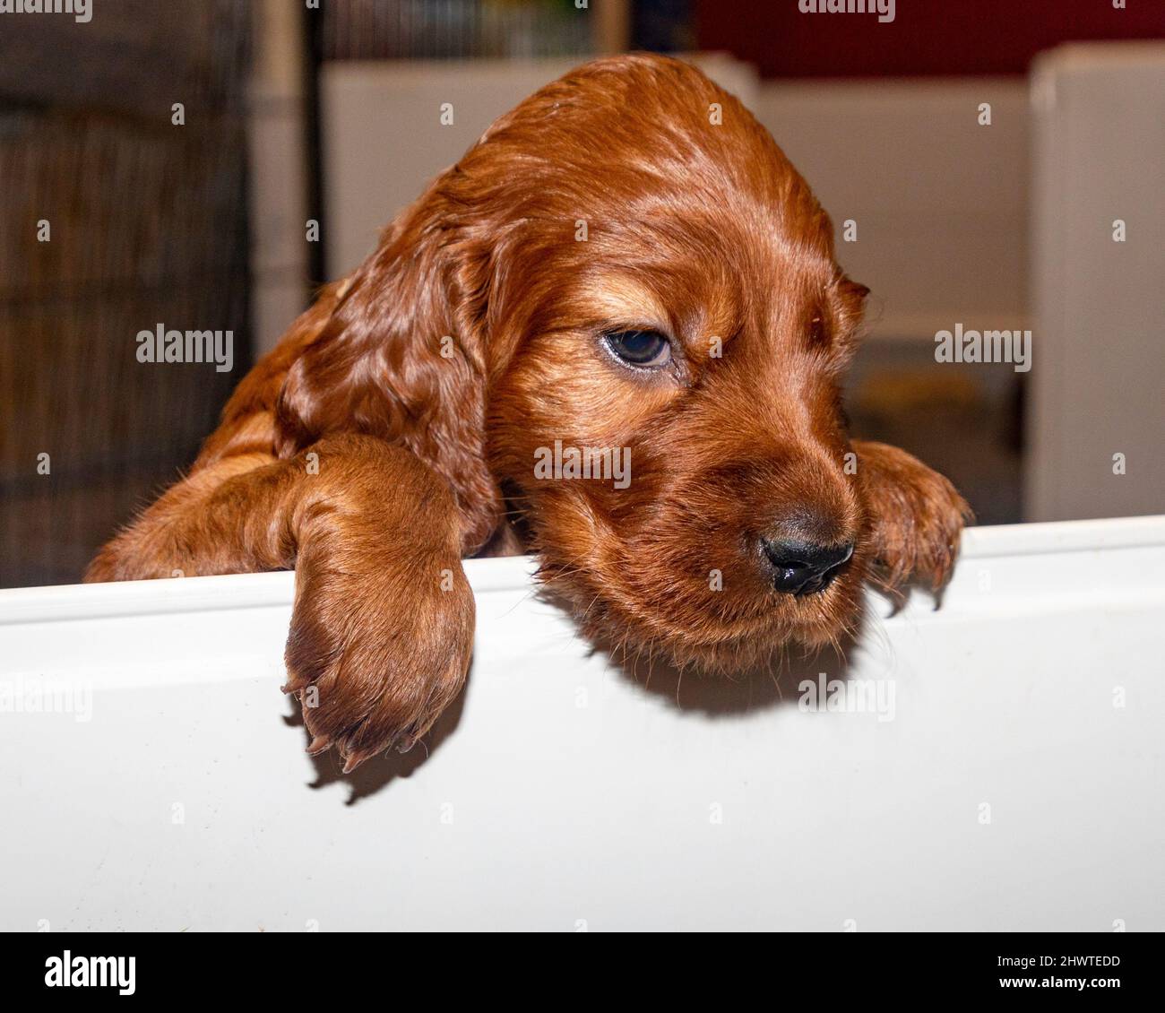 4 week old Irish Setter puppy looking over edge of whelping box. Stock Photo