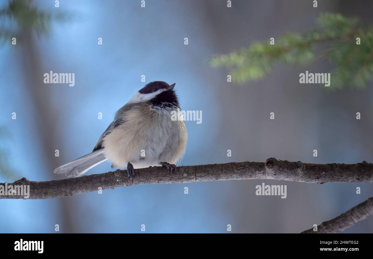 A perched black-capped chickadee Stock Photo
