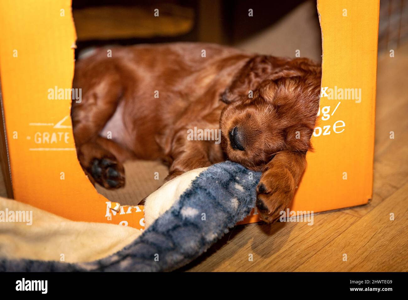 4 week old Irish Setter puppy asleep in box with toy. Stock Photo