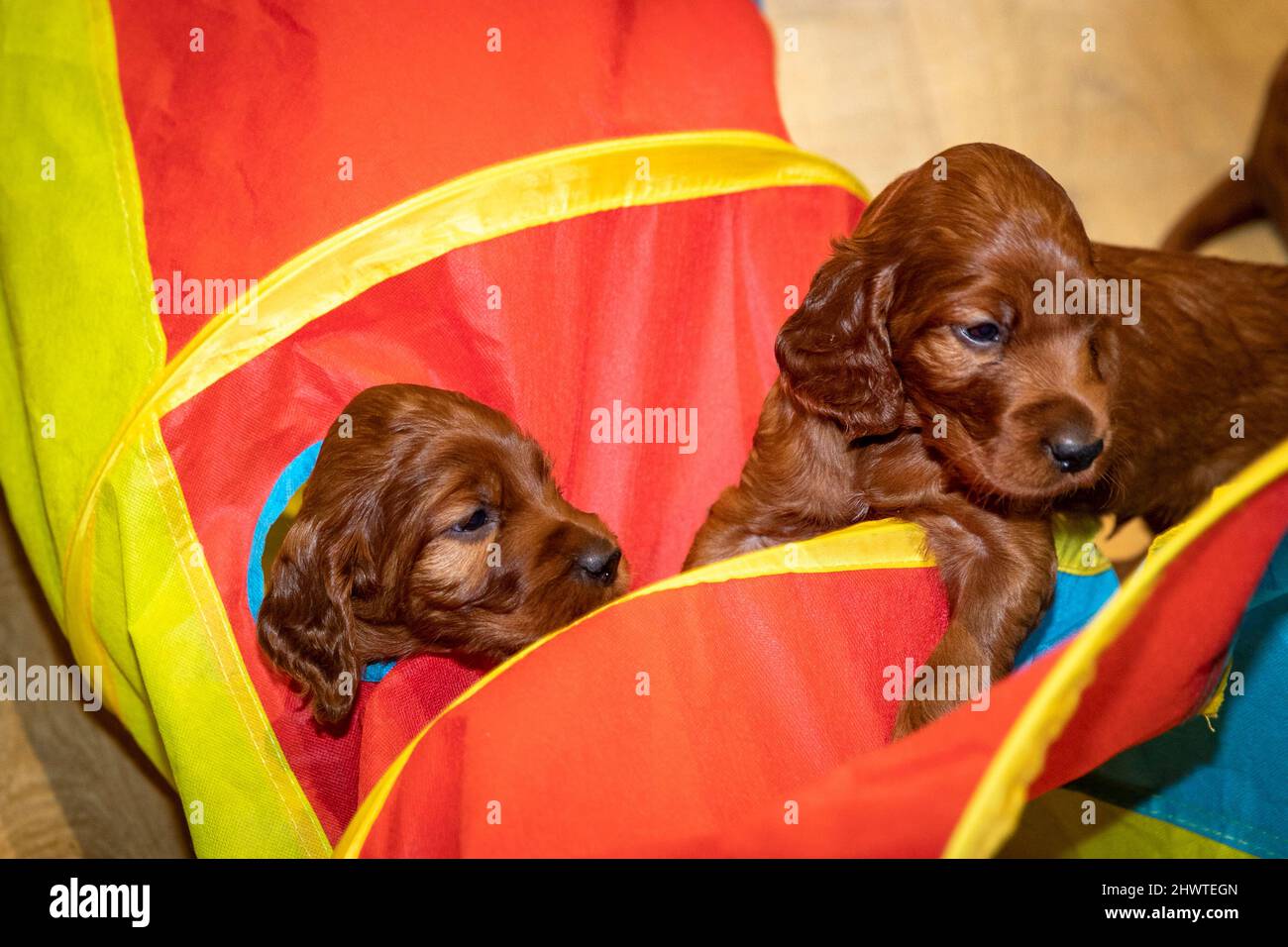 4 week old Irish setter puppies playing with childs pop up play tunnel. Stock Photo