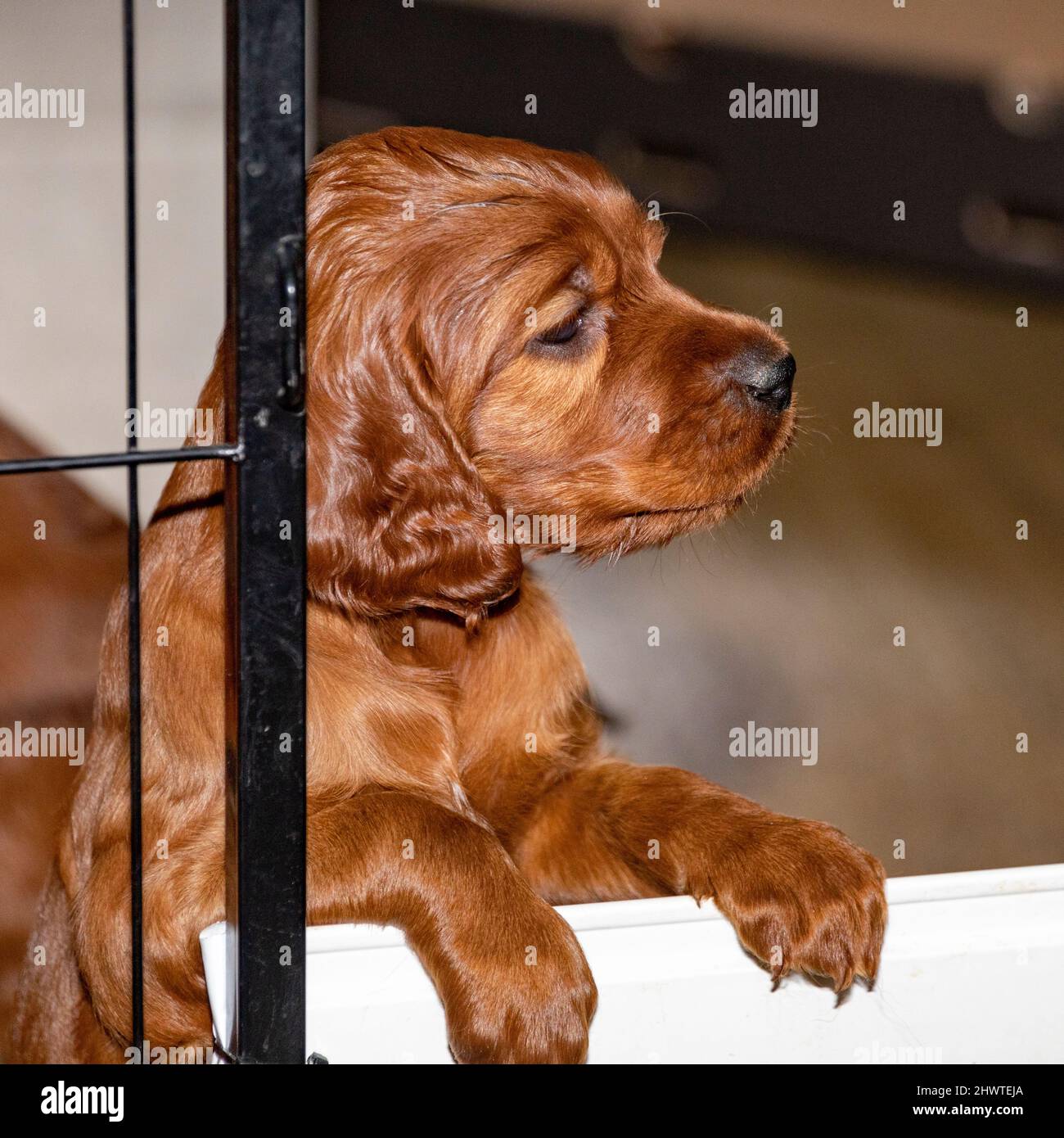 5 week old Irish Setter puppy standing on entrance to playpen. Stock Photo
