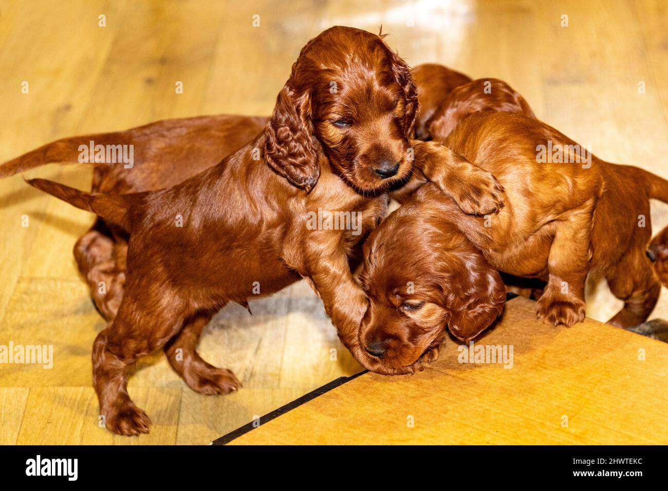 5 week old Irish Setter puppies playing on cardboard box in playpen. Stock Photo