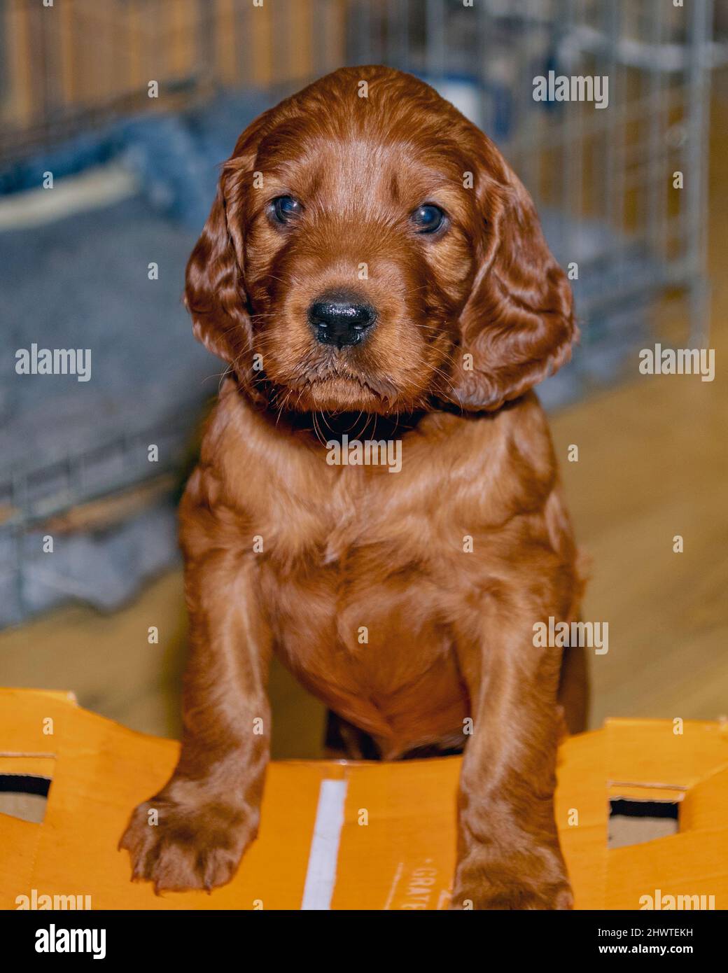 5 week old Irish Setter puppy standing on cardboard box in playpen. Stock Photo