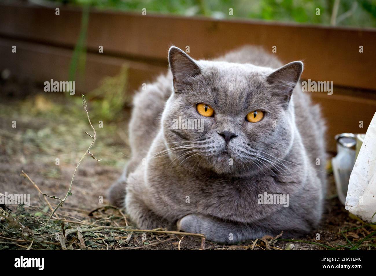 A cute British shorthair cat lies on the ground and looks at the camera. Stock Photo