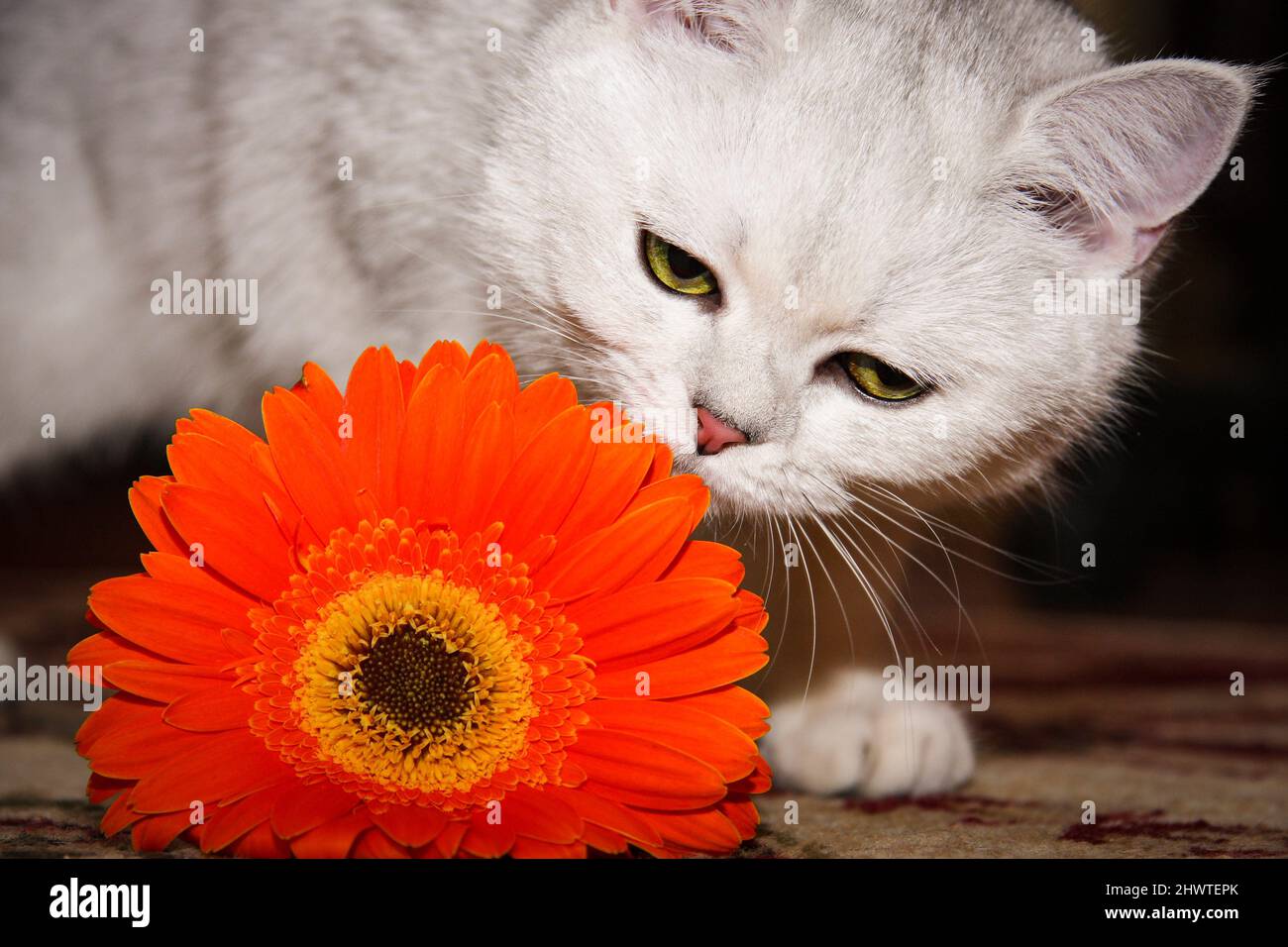 Charming white British cat sniffs a beautiful orange flower that lies on the floor, close-up. Stock Photo