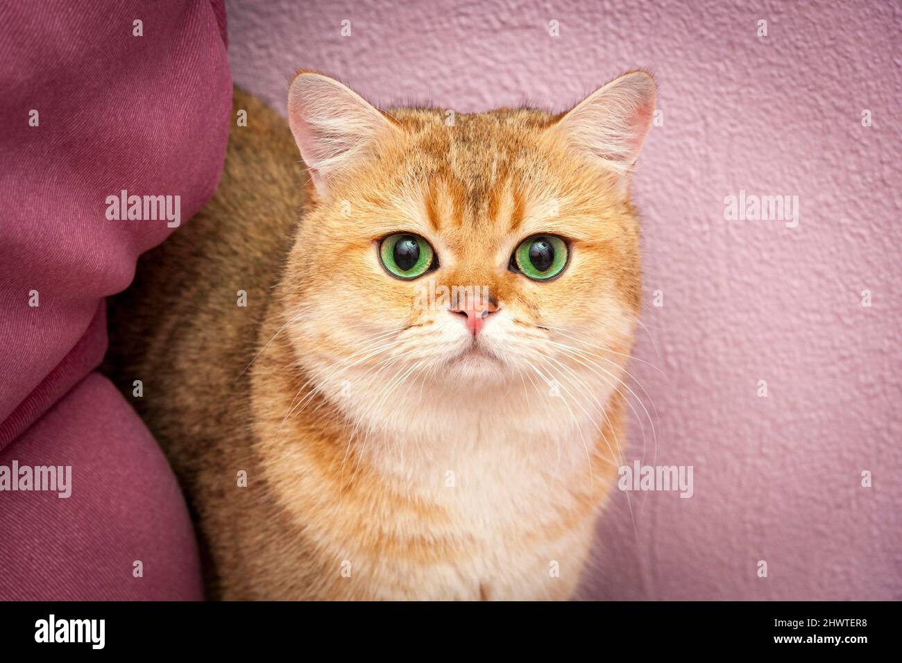 A gorgeous golden British cat with huge green eyes looks into the camera, a close-up portrait. Stock Photo