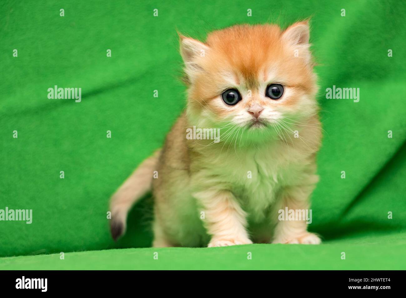 Little red British kitten staring at the camera standing on a green background Stock Photo