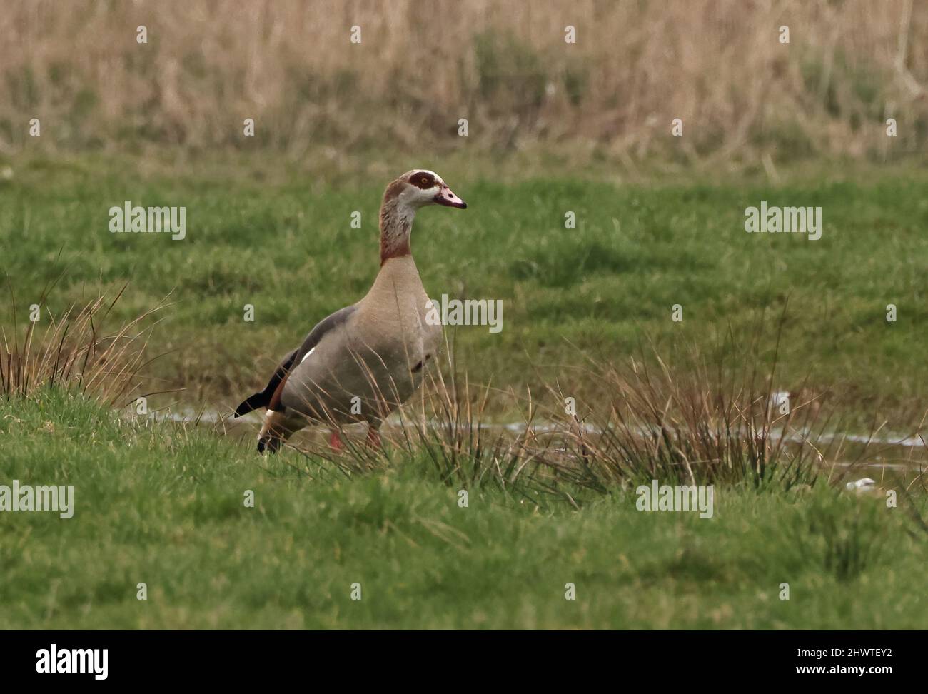 Egyptian Goose (Alopochen aegyptiaca) adult standing by pool Eccles-on-Sea, Norfolk, UK           March Stock Photo
